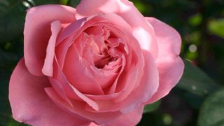 Grand Prix 1re édition : Rosa LINE RENAUD® ‘Meiclusif’. Obtenteur : Meilland. ©SNHF